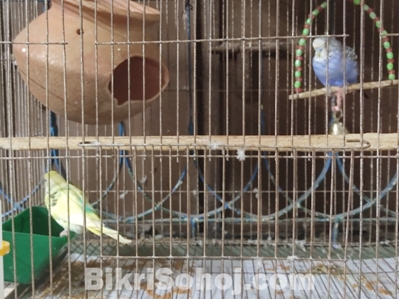 Budgerigar bird 1 pair